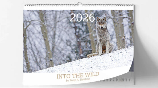 INTO THE WILD Wandkalender