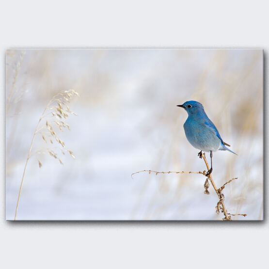 BLUEBIRD