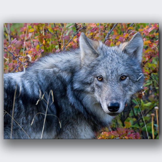AUGE IN AUGE MIT DEM WOLF