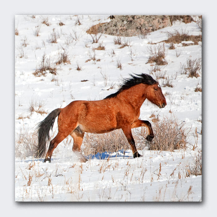 FREE SPIRITED - Wild Horse